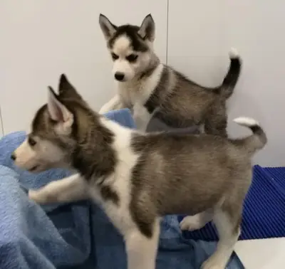 Beaux chiots husky : actifs et affectueux WhatsApp : +1(330) 910 0534