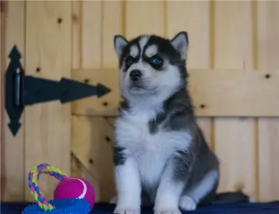 可爱的哈士奇幼犬寻找永久家园 WhatsApp: +1(330) 910 0534