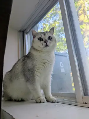 安静的英国短毛猫寻找新的家庭