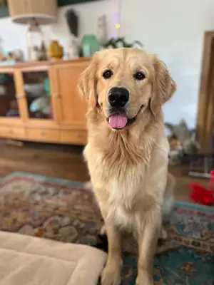 友好的金毛寻回犬习惯与人一起生活