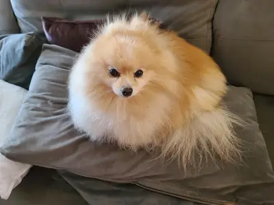 喜欢陪伴人的白色博美犬