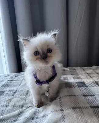 🌸 Chaton femelle à adopter – Maya (3 mois) 🌸