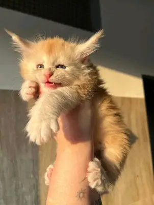 Chaton à donner 