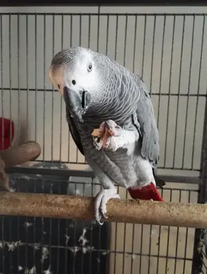 喜欢模仿声音的非洲灰鹦鹉
