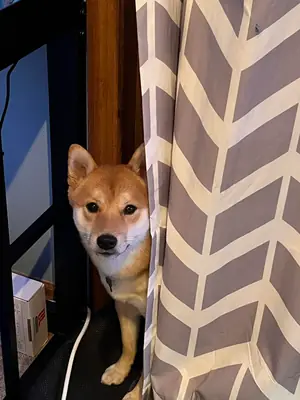 好奇心很强的柴犬寻找有经验的主人