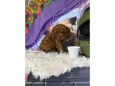 家庭环境中长大的棕色贵宾犬