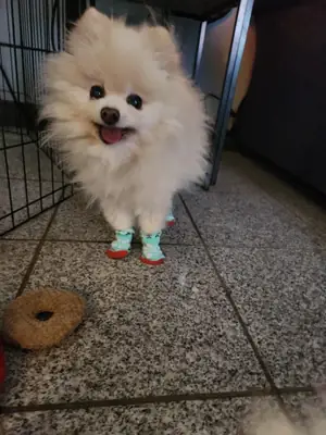 非常亲人的白色博美犬