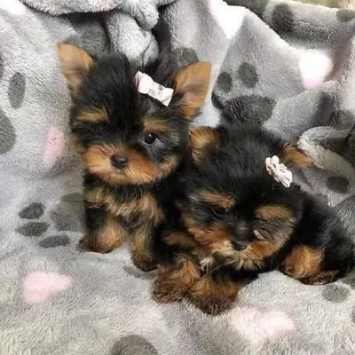 .两只约克夏幼犬可供领养 WhatsApp (+34)611386992