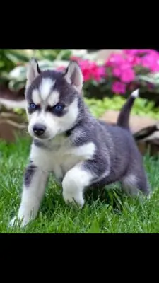 ...Adorables cachorros de Husky Siberiano en adopción whatsapp (+34)611386992