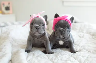 Adorables chiots Bulldog Français à adopter whatsapp (+34)611386992 ...,.