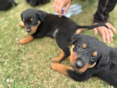 Adorables cachorros de  Rottweiler en adopción whatsapp (+34)611386992 ...