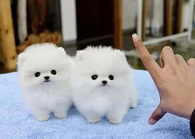 Dos cachorros Pomerania disponibles para adopción WhatsApp (+34)611386992