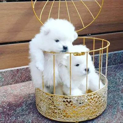 Dos cachorros Pomerania disponibles para adopción WhatsApp (+34)611386992.