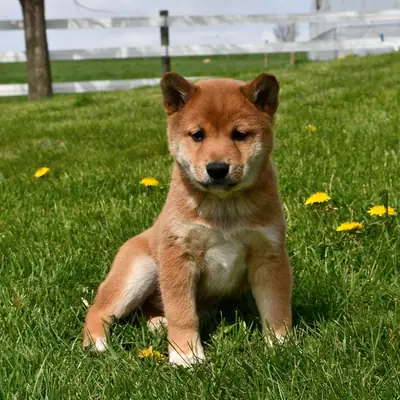Adorabl Shiba Inu yavruları evlat edinme whatsapp (+34)611386992 .......