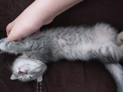 紧急苏格兰折耳猫幼崽（母）