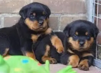 Impresionantes cachorros Rottweiler listos para sus hogares definitivos