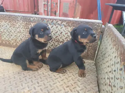 Encantadores cachorros Rottweiler: compañeros fuertes y cariñosos