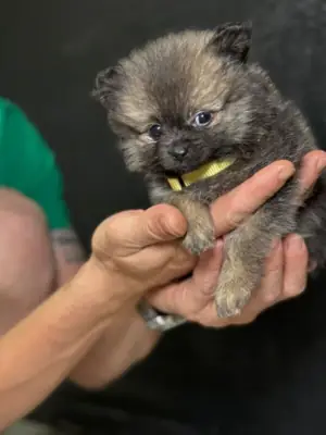 Pomeranian puppies available
