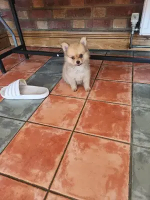 Teacup Pomeranian puppy