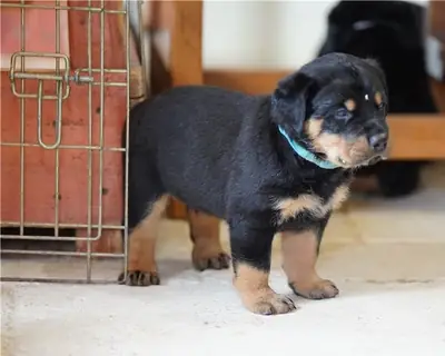 Hermosos cachorros Rottweiler buscan hogares amorosos