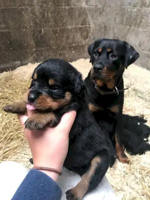 Sağlıklı ve mutlu Rottweiler yavruları mevcut