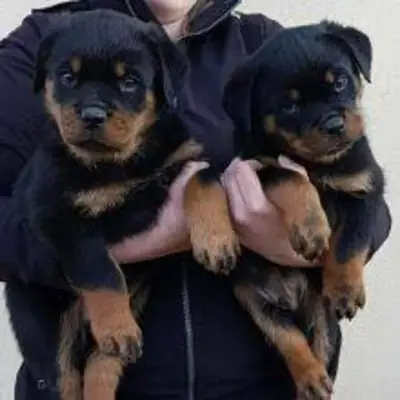  Adorables cachorros Rottweiler: personalidades dulces
