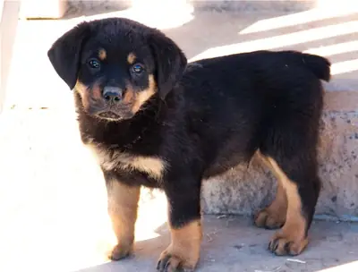  Impresionantes cachorros Rottweiler listos para sus hogares definitivos
