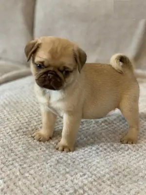 chiots carlin