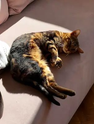 Ev ortamında büyümüş hareketli ama akıllı Bengal kedisi için yeni yuva