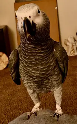 Evde insanlarla büyümüş konuşkan jako papağanı