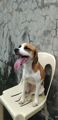 Enerjik ama çok sevecen Beagle köpek için yeni aile