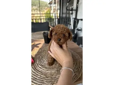 Ev ortamında büyümüş kahverengi poodle yavru