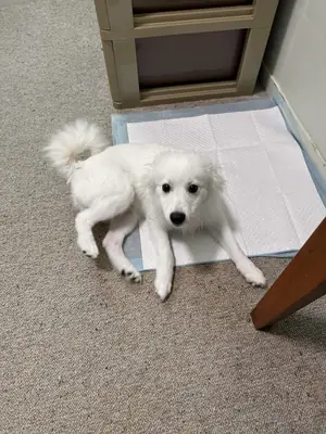 Bembeyaz Pomeranian erkek için kalıcı yuva