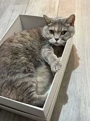 Evde büyümüş sakin karakterli British Shorthair