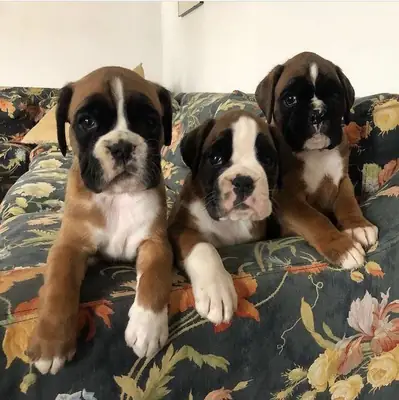 Очаровательные щенки боксера готовы найти особую семью 🐶🏡 | WhatsApp: +34 632 000 22