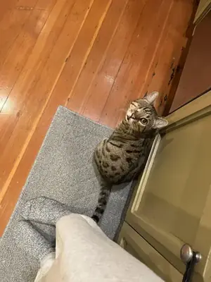 Playful Bengal cat used to apartment life