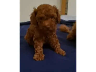 Brown toy poodle puppy raised in a family home