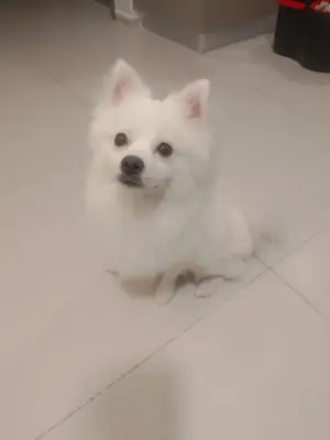 White pomeranian that loves following people around the house