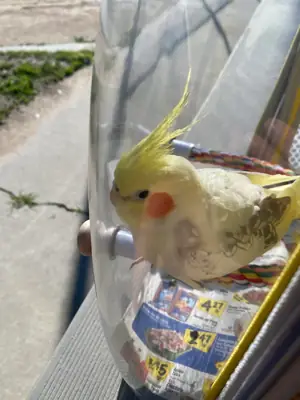 Cockatiel that enjoys being around people looking for a new home