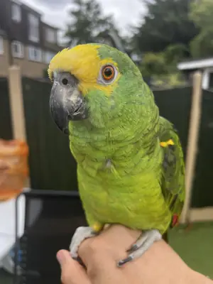 Amazon parrot that loves observing daily life