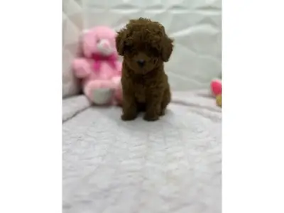 Brown toy poodle puppy raised inside a family home