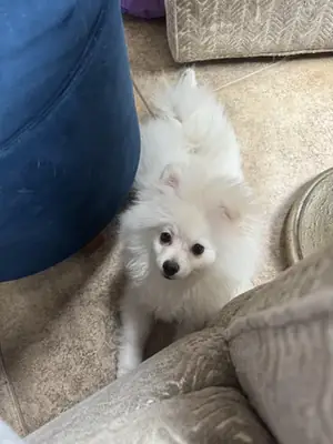 White pomeranian that prefers staying close to people