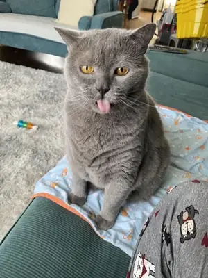 Chat British Shorthair calme élevé en appartement