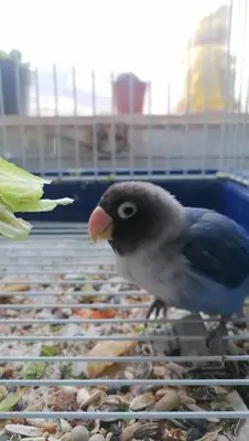 Inséparable curieux habitué au contact humain