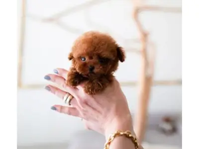 Caniche toy marron élevé dans un environnement familial