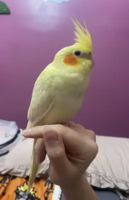 Calopsitte sociable élevée à la maison cherche nouveau foyer