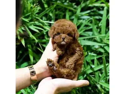 Caniche toy marron bien socialisé élevé en famille