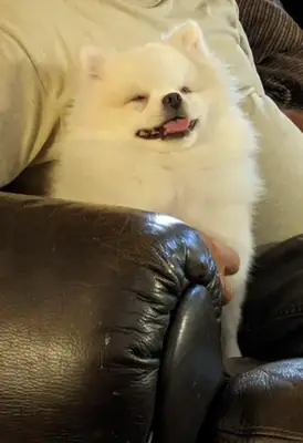 Petit pomeranian blanc habitué à vivre en intérieur