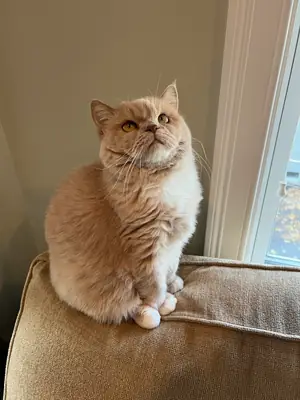 Gato británico de pelo corto tranquilo criado en un apartamento.