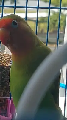 Pequeño inseparable curioso acostumbrado al contacto humano